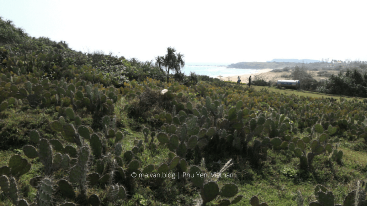 bai xep phu yen