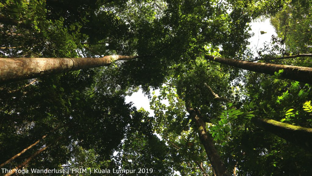 Trekking FRIM kuala lumpur