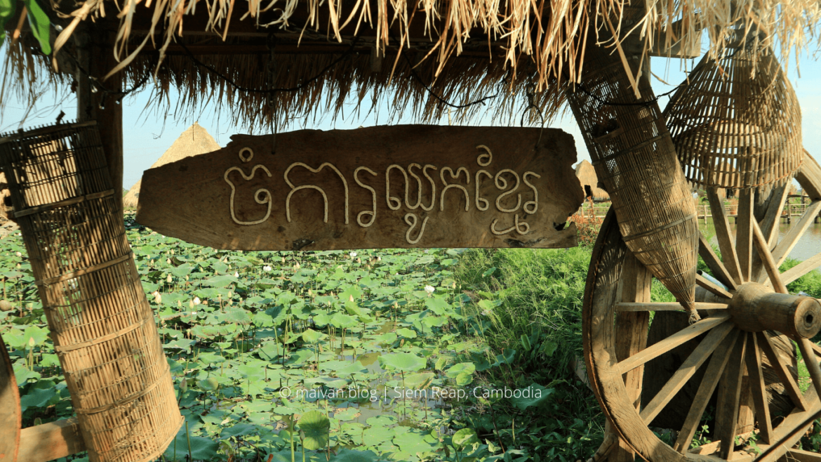 lotus farm siem reap